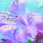Permalink to: Pray for the Sick - March 10th 2019 WB-pray-for-the-sick